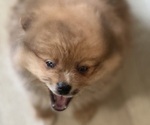 Small #6 Breeder Profile image