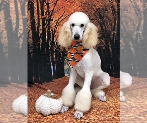 Poodle (Standard) Dog Breeder near MARIANNA, FL, USA