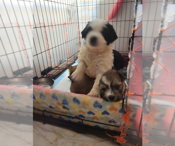 Medium Photo #35  Breeder Profile in AKRON, OH, USA