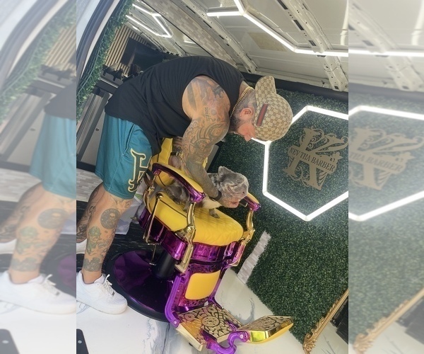 Medium Photo #6  Breeder Profile in LAKEWOOD RANCH, FL, USA