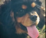Small #8 Breeder Profile image