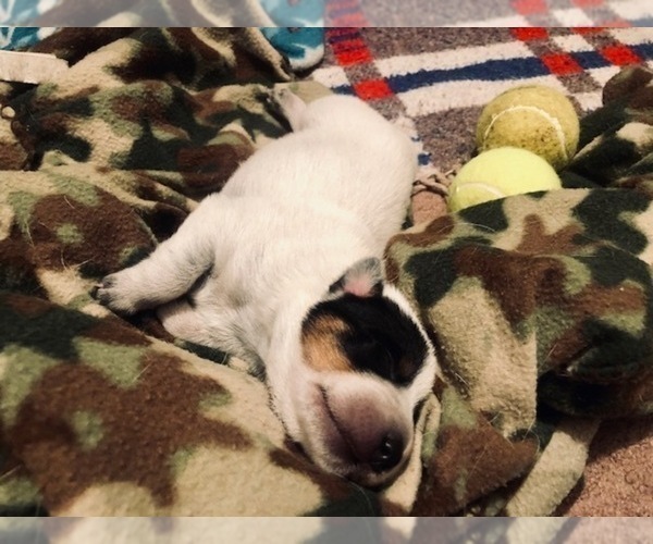 Medium Photo #1  Breeder Profile in PAHRUMP, NV, USA