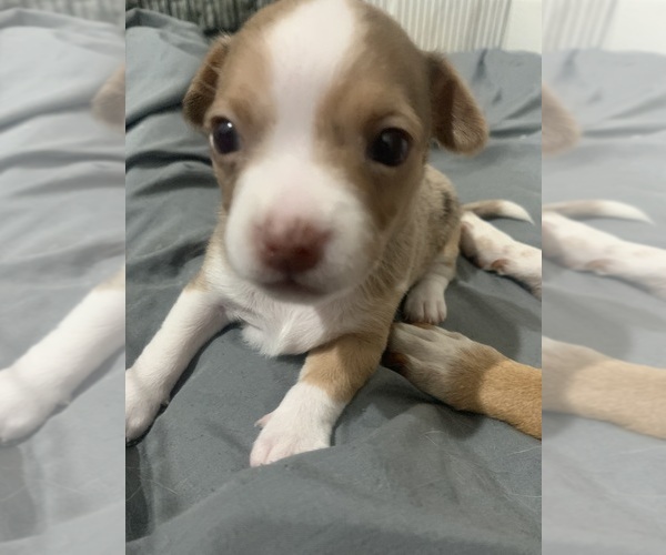 Medium Photo #12  Breeder Profile in NORTH PROVIDENCE, RI, USA