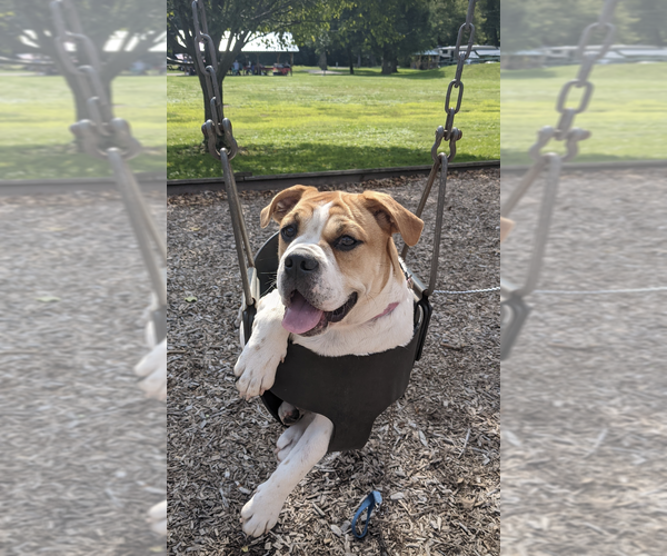 Medium Photo #1  Breeder Profile in FRESNO, OH, USA