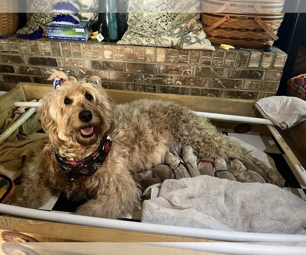Medium Photo #1  Breeder Profile in RICHMOND, IN, USA