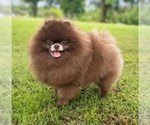 Small #6 Breeder Profile image