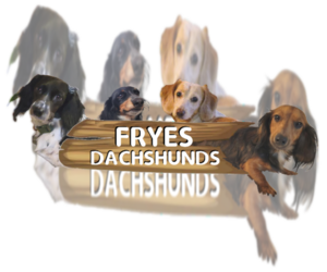 Dachshund Dog Breeder near CANDLER, NC, USA