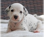 Small #7 Breeder Profile image
