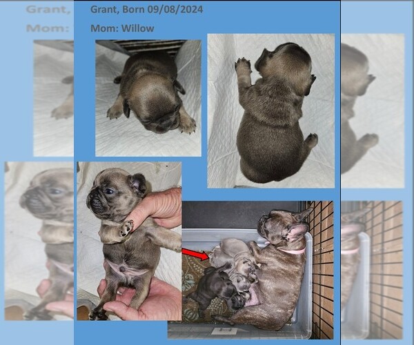Medium Photo #4  Breeder Profile in BASTROP, TX, USA