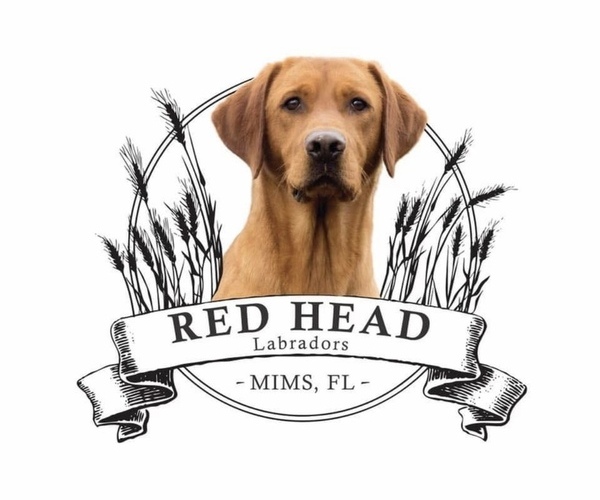 Medium Photo #1  Breeder Profile in MIMS, FL, USA