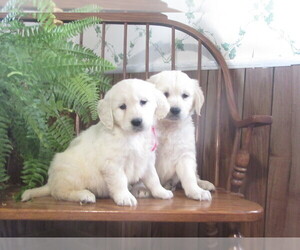 Medium Breeder Profile Photo