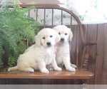 Small breeder photo