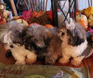 Mal-Shi Dog Breeder near PILOT MOUNTAIN, NC, USA