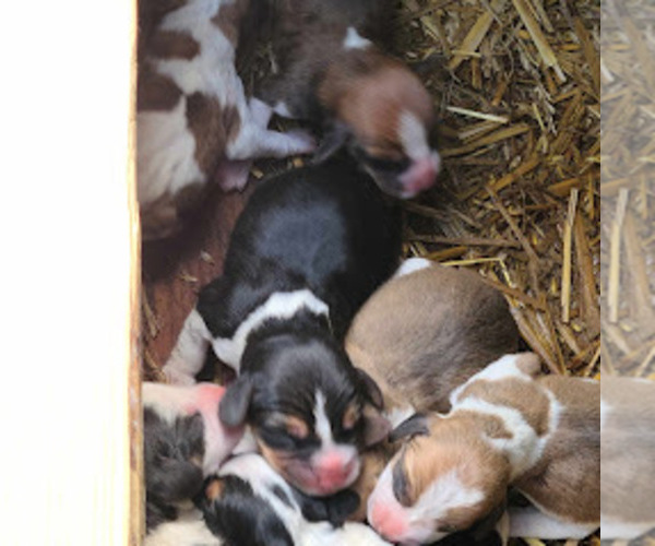 Medium Photo #1  Breeder Profile in JAMESVILLE, NC, USA