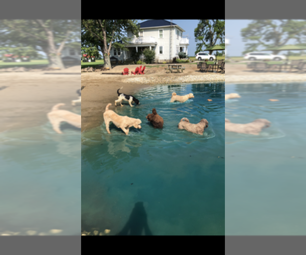 Medium Photo #1  Breeder Profile in COLS GROVE, OH, USA