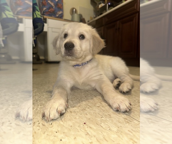 Medium Photo #1  Breeder Profile in EAST ELMHURST, NY, USA