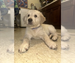 English Cream Golden Retriever Dog Breeder near EAST ELMHURST, NY, USA