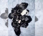 Small breeder photo