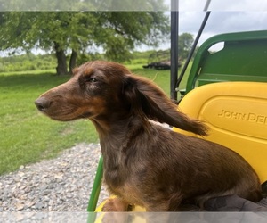 Dachshund Dog Breeder near DENISON, TX, USA