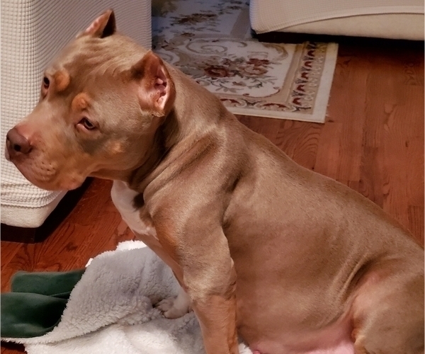 Medium Photo #1  Breeder Profile in BRONX, NY, USA