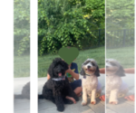 Small breeder photo