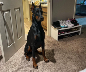 Doberman Pinscher Dog Breeder near ATLANTA, GA, USA