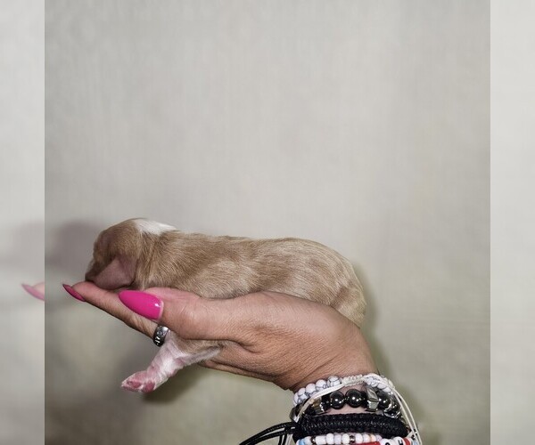 Medium Photo #13  Breeder Profile in DECATUR, IL, USA