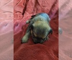 Small #118 Breeder Profile image