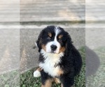 Small #12 Breeder Profile image