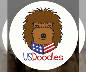 Goldendoodle Dog Breeder in PHOENIX,  USA