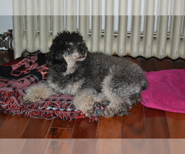 Medium Photo #1  Breeder Profile in ONAGA, KS, USA