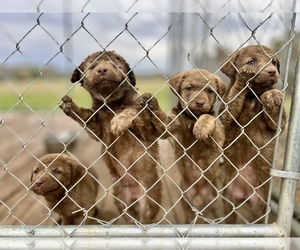 Chesapeake Bay Retriever Dog Breeder near CROFTON, KY, USA