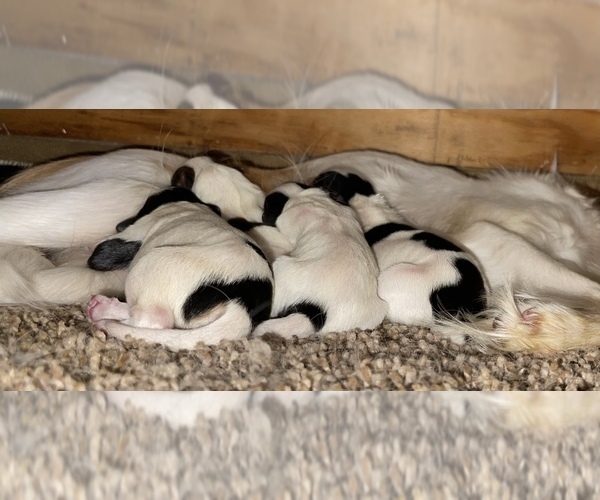Medium Photo #1  Breeder Profile in WIERGATE, TX, USA
