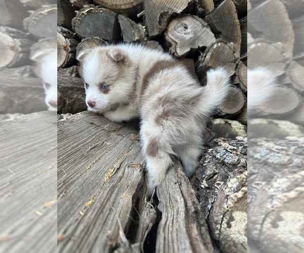 Medium Photo #9  Breeder Profile in STAPLES, MN, USA