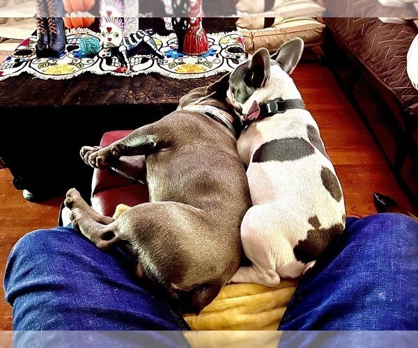 Medium Photo #5  Breeder Profile in STERLING, VA, USA