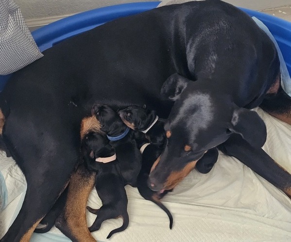Medium Photo #11  Breeder Profile in PHOENIX, AZ, USA