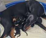Small #10 Breeder Profile image