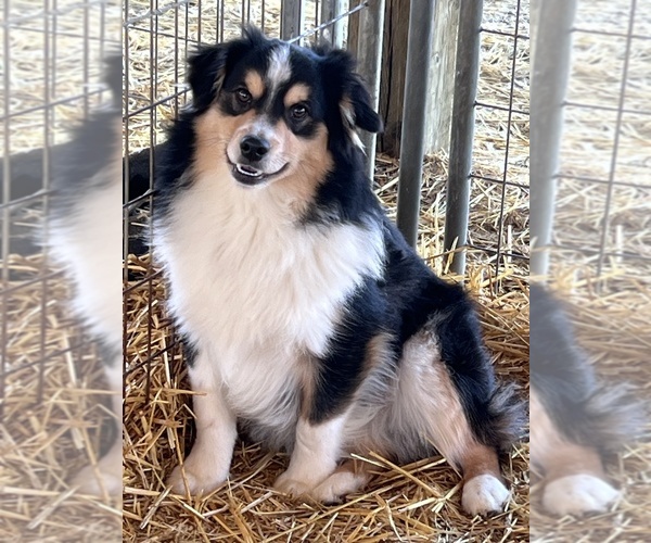 Medium Photo #14  Breeder Profile in BAKER CITY, OR, USA