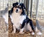 Small Photo #14  Breeder Profile in BAKER CITY, OR, USA