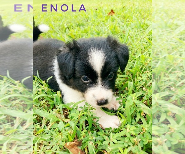 Medium Photo #1  Breeder Profile in CULPEPER, VA, USA