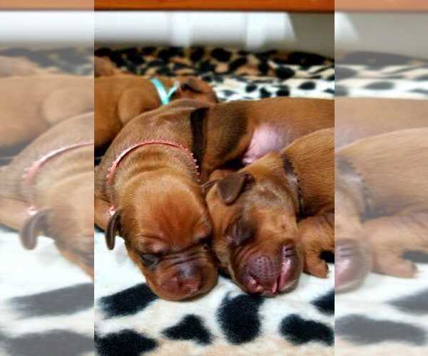 Medium Photo #1  Breeder Profile in HILLMAN, MN, USA