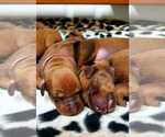Small breeder photo