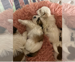 Small #9 Breeder Profile image
