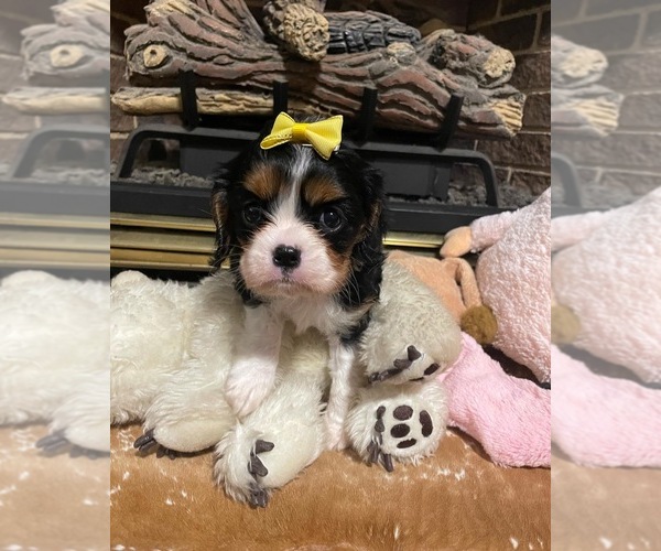Medium Photo #1  Breeder Profile in ATOKA, OK, USA