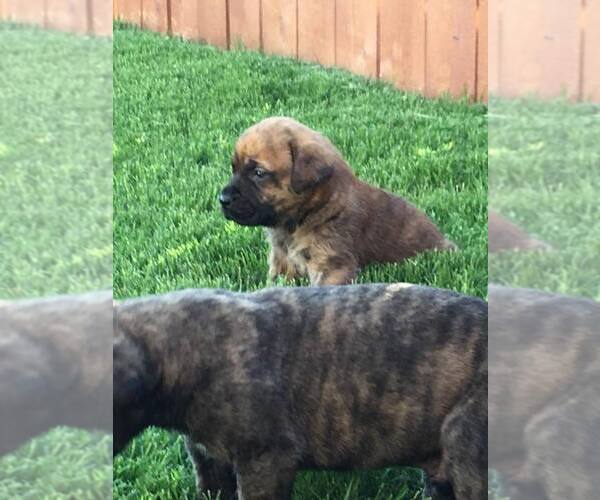 Medium Photo #1  Breeder Profile in LUBBOCK, TX, USA