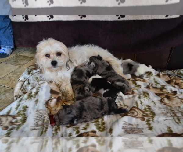 Medium Photo #7  Breeder Profile in GREENWOOD, WI, USA