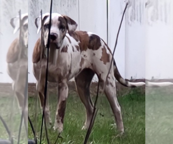 Medium Photo #6  Breeder Profile in NORTH PORT, FL, USA