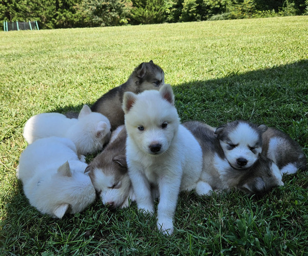 Medium Photo #1  Breeder Profile in LENOIR, NC, USA
