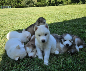 Siberian Husky Dog Breeder near LENOIR, NC, USA