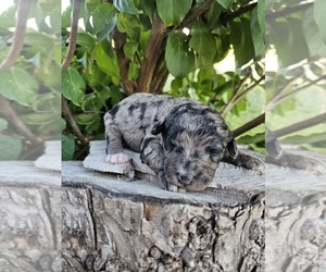 Aussiedoodle Miniature  Dog Breeder near TAYLOR, TX, USA